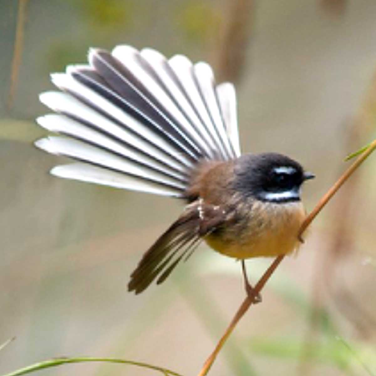 nz-fantail-preston-park