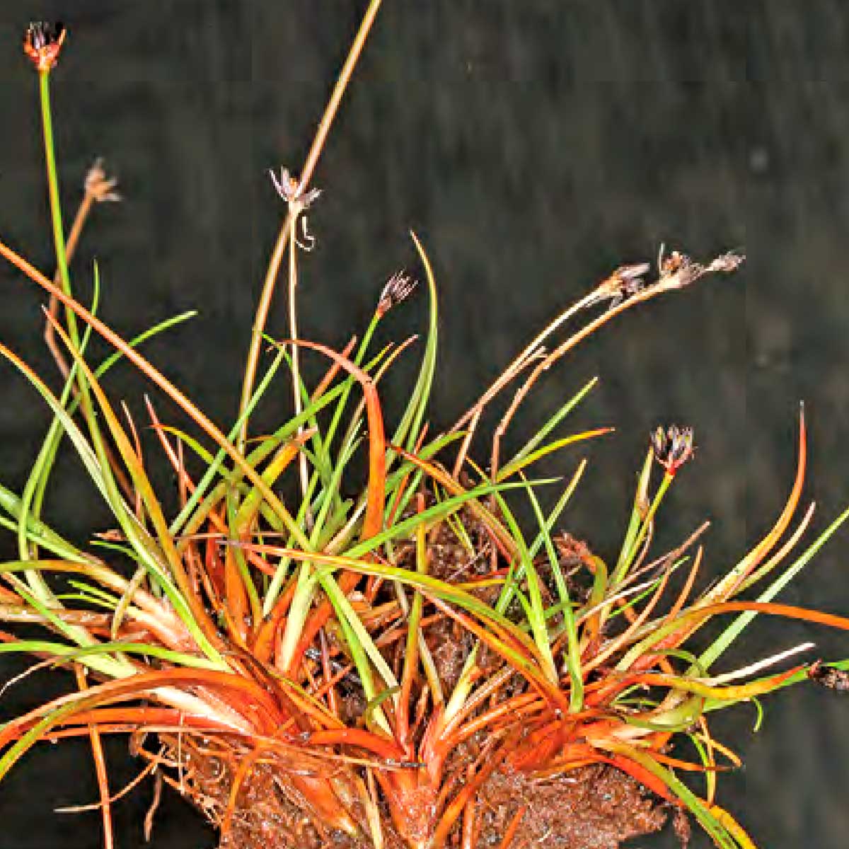 Dwarf Rushes Dwarf Rush – Preston Park